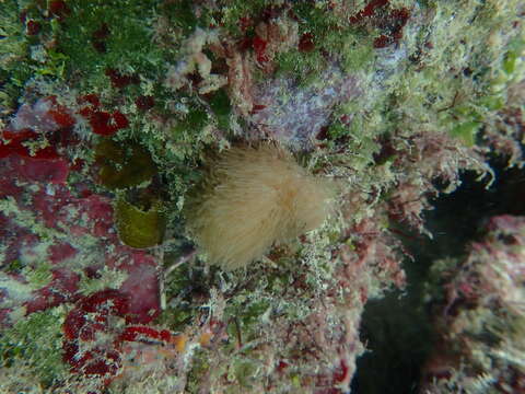 Image de Erythropodium caribaeorum (Duchassaing & Michelotti 1860)