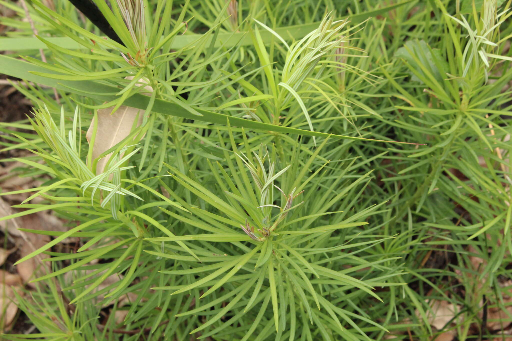 Image of Emu Berry