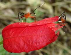 صورة Holhymenia rubescens (Amyot & Serville 1843)