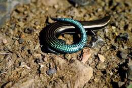 Plancia ëd Chalcides sexlineatus sexlineatus Steindachner 1891