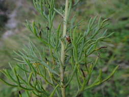 Слика од Artemisia alba Turra