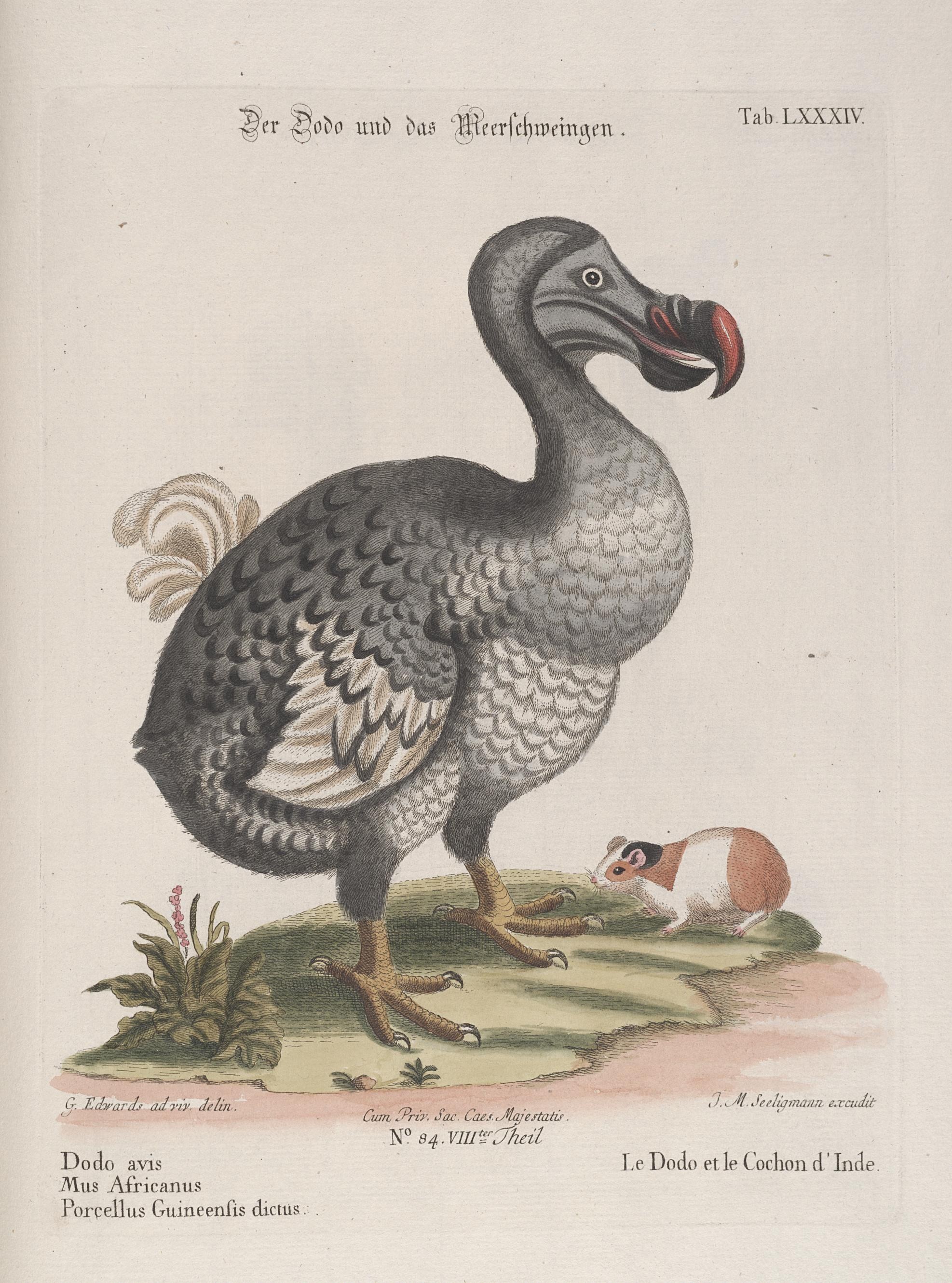 dodo bird images dodecahedron