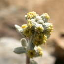 Image of Artemisia umbelliformis subsp. eriantha (Ten.) J. Vallès Xirau & M. Oliva Brañas