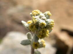 Artemisia umbelliformis subsp. eriantha (Ten.) J. Vallès Xirau & M. Oliva Brañas的圖片