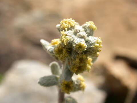 Sivun Artemisia umbelliformis subsp. eriantha (Ten.) J. Vallès Xirau & M. Oliva Brañas kuva