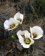 Image of Howell's mariposa lily