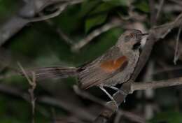 Image of Red-shouldered Spinetail