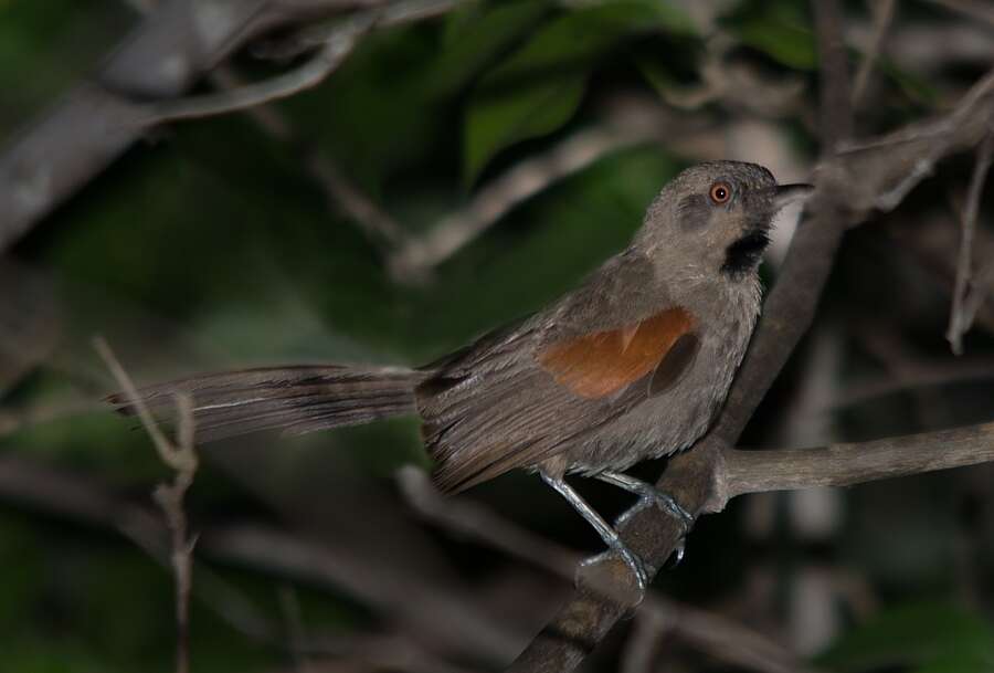 Image of Red-shouldered Spinetail