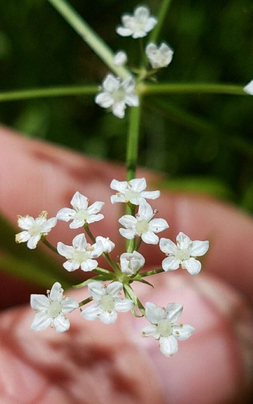 Image de Limnosciadium pinnatum (Nutt. ex DC.) Mathias & Constance.