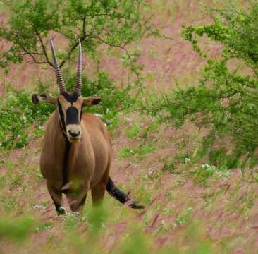 Image of Fringe-eared oryx