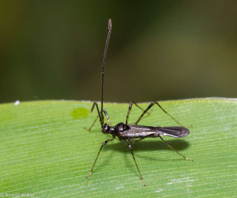 Слика од Helopeltis cinchonae Mann 1907