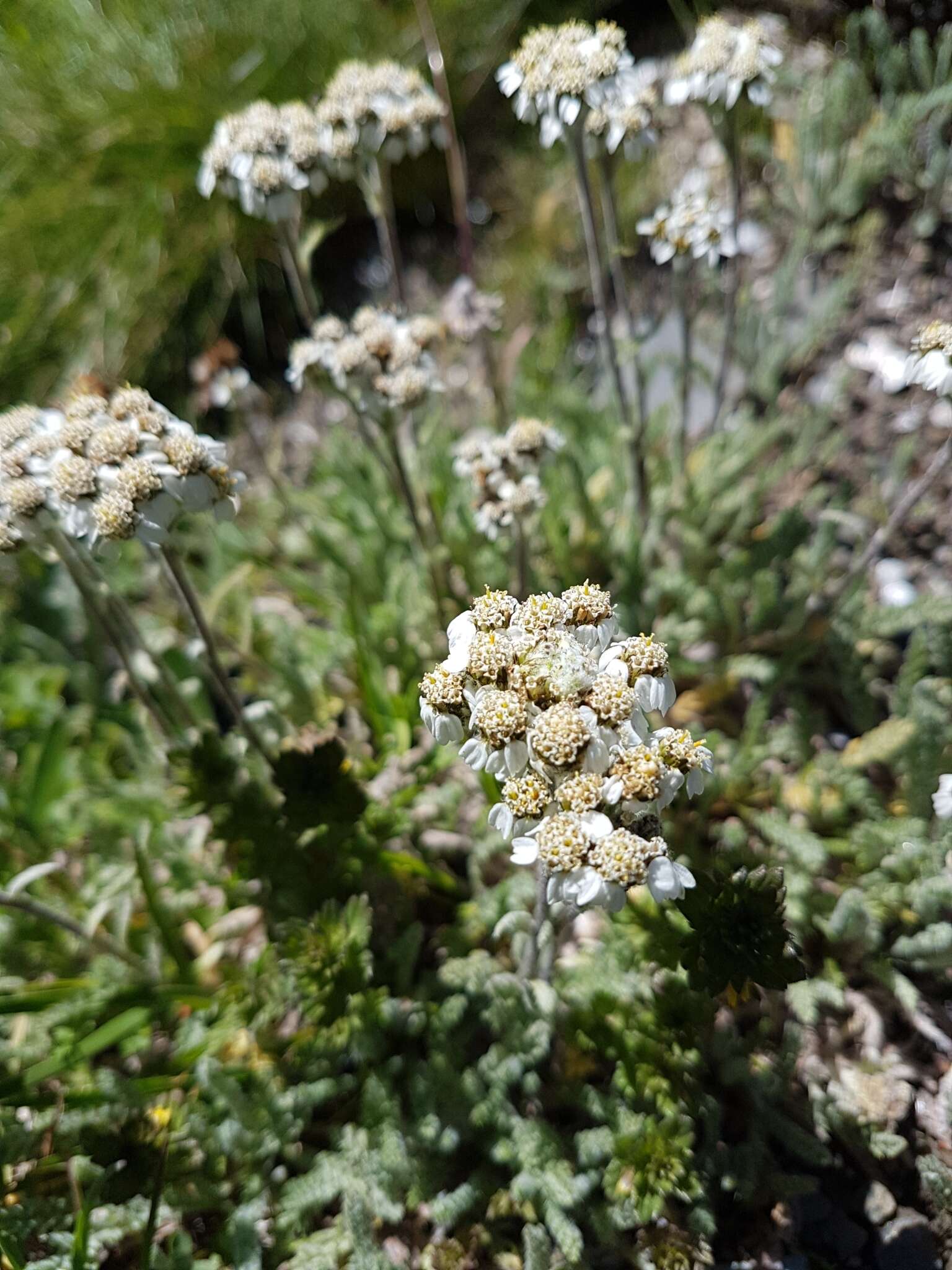 Imagem de Achillea nana L.