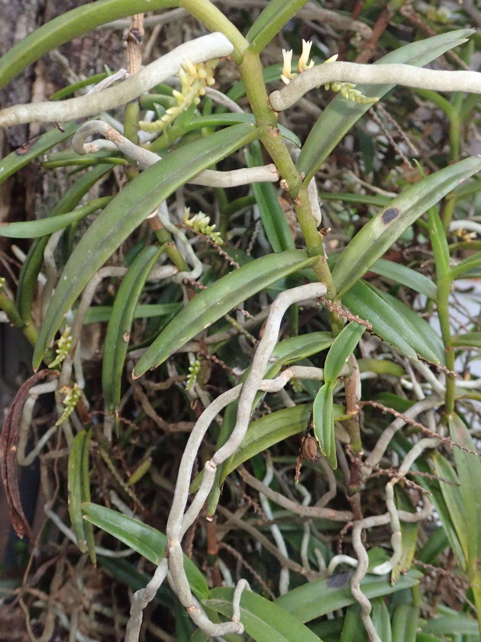 Image of Campylocentrum aromaticum Barb. Rodr.