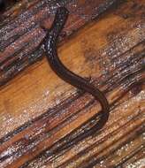 Image of California Slender Salamander