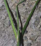 Image of thinleaf false brome