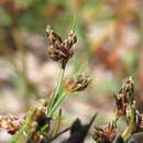 Image of Isolepis marginata (Thunb.) A. Dietr.