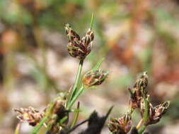 Image of Isolepis marginata (Thunb.) A. Dietr.