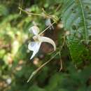 Image de Impatiens scullyi Hook. fil.