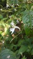 Image of Impatiens scullyi Hook. fil.