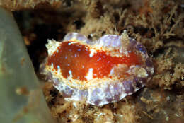 Image of Chromodoris alternata (Burn 1957)