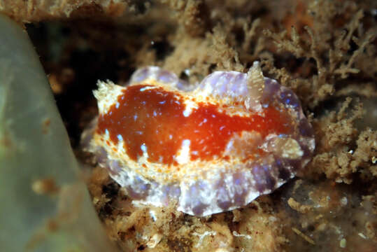 Image de Chromodoris alternata (Burn 1957)