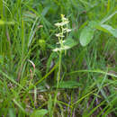 Plancia ëd Platanthera oreades Franch. & Sav.