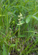 Plancia ëd Platanthera oreades Franch. & Sav.