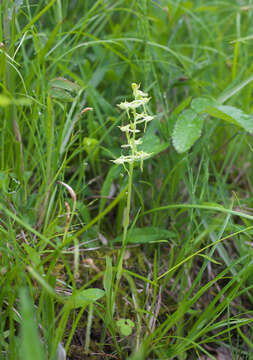 Imagem de Platanthera oreades Franch. & Sav.