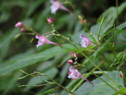 Image of Impatiens devolii T. C. Huang