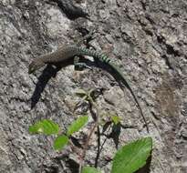 Image of Sharp-snouted Rock Lizard