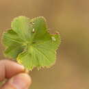 Image of Alchemilla substrigosa Juz. apud Majewski