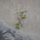 Image of seaside sandplant