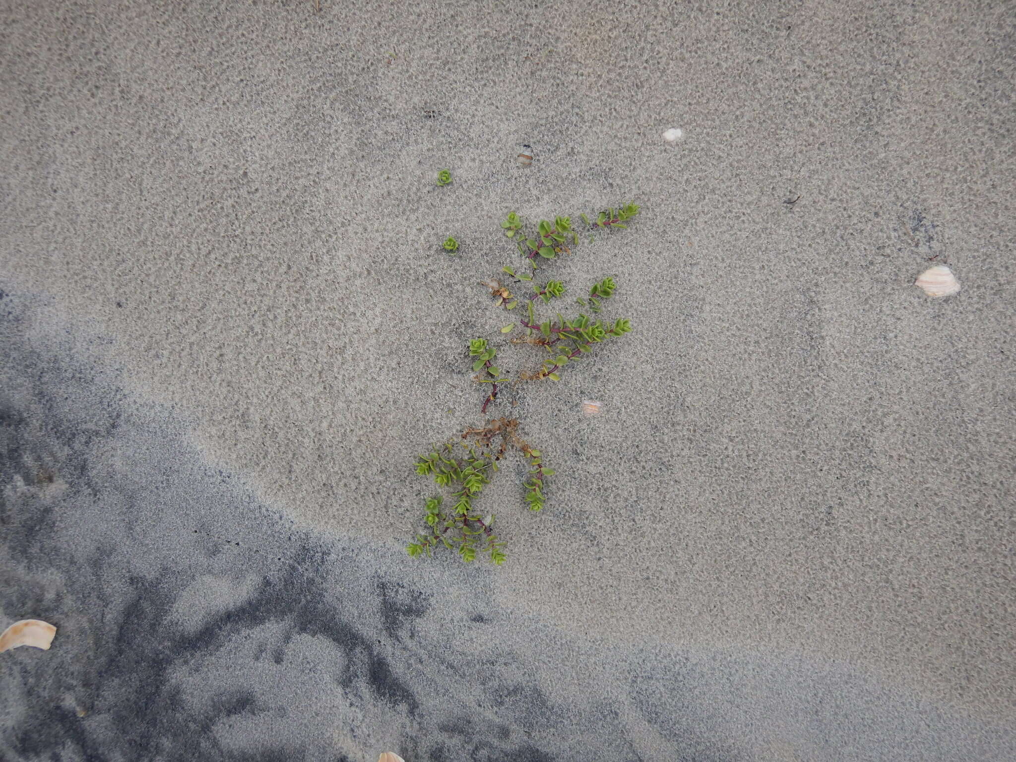 Image of seaside sandplant