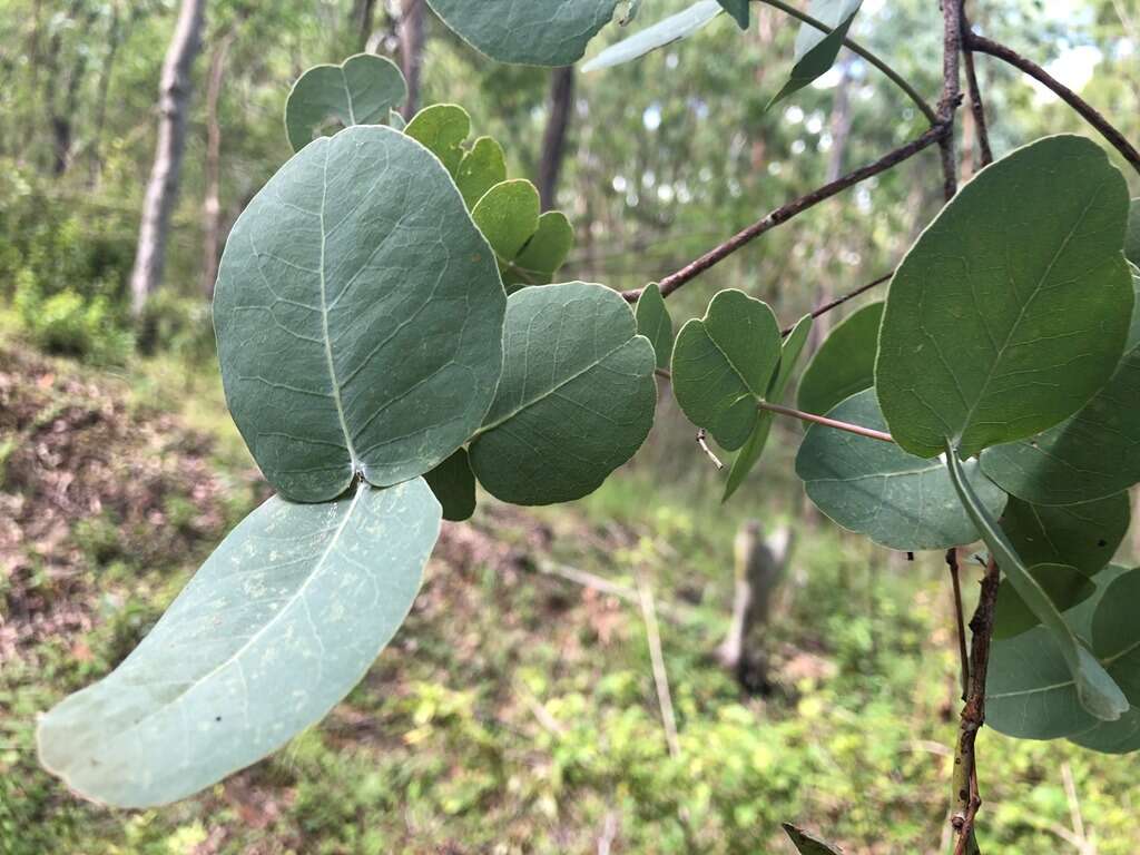 Imagem de Eucalyptus melanophloia F. Müll.