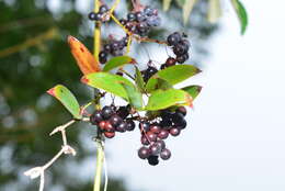 Image of Smilax elongatoumbellata Hayata