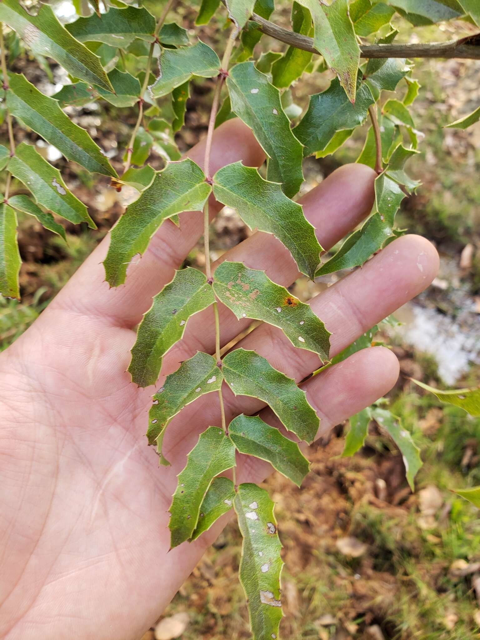 Image of Berberis moranensis Schult. & Schult. fil.