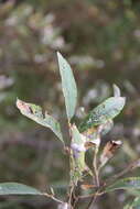 Image de Salix krylovii E. Wolf