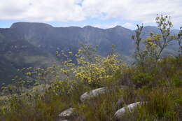 Image of Leucadendron uliginosum subsp. uliginosum