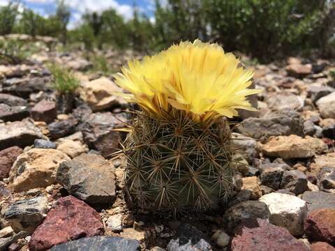 Image of Coryphantha echinoidea (Quehl) Britton & Rose