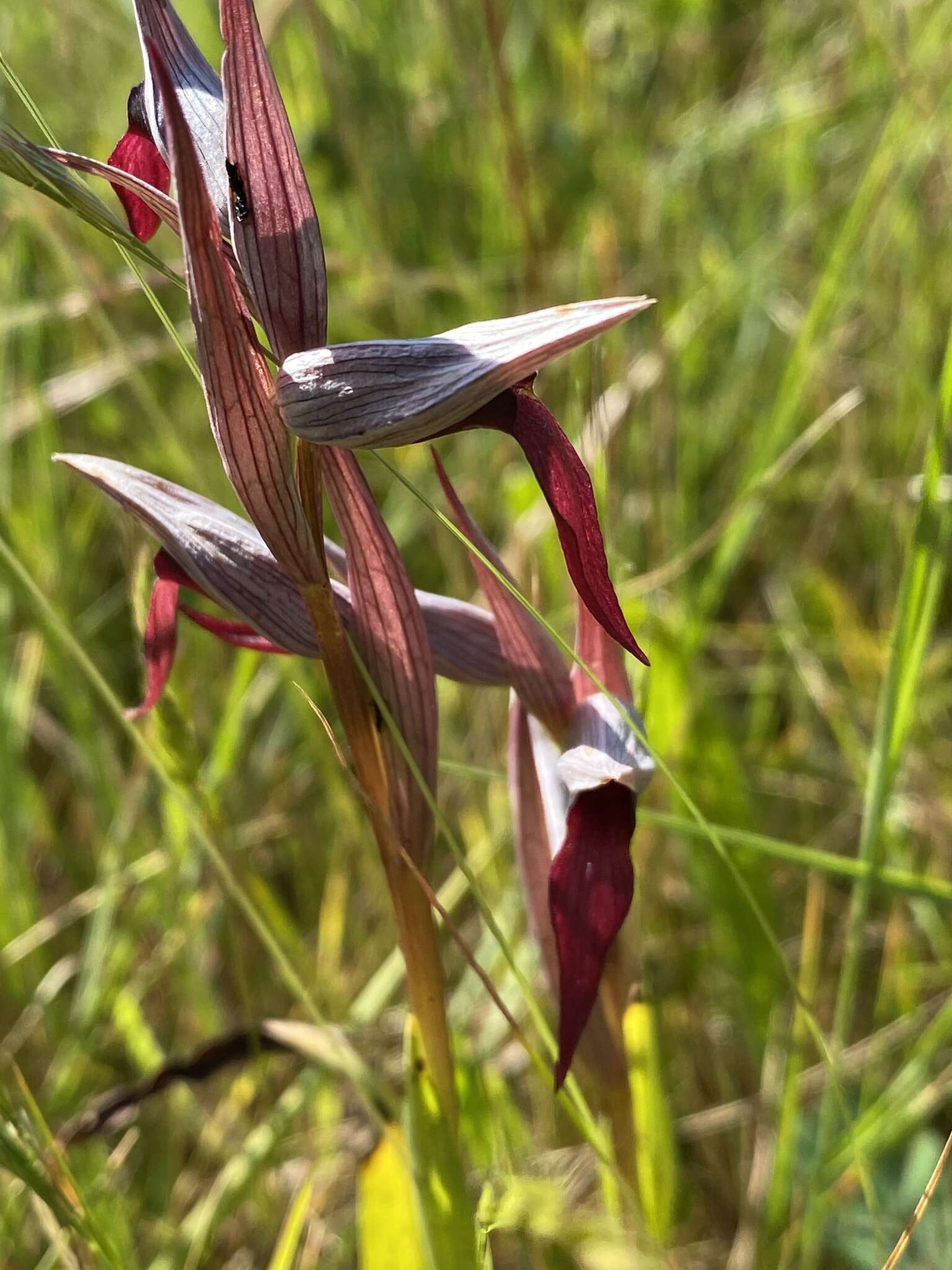 صورة Serapias strictiflora Welw. ex Veiga