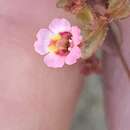 Image of San Bernardino Mountain Monkey-Flower