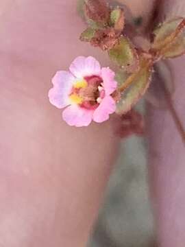 Image of San Bernardino Mountain Monkey-Flower