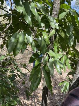 Image of Ventilago harmandiana Pierre