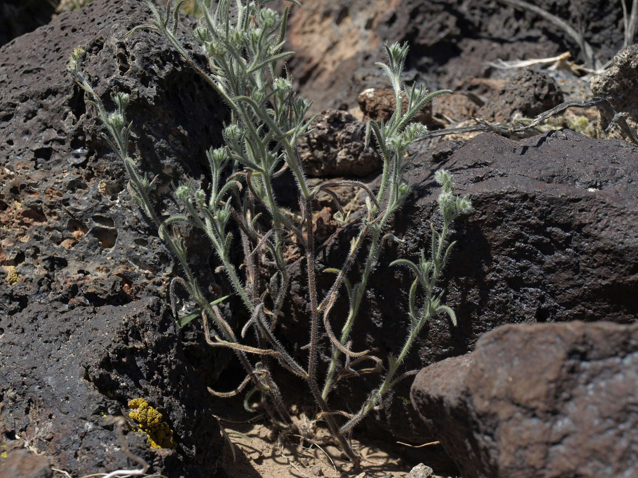 Sivun Cryptantha echinella Greene kuva