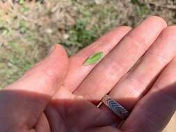 صورة Antennaria howellii subsp. neodioica (Greene) R. J. Bayer