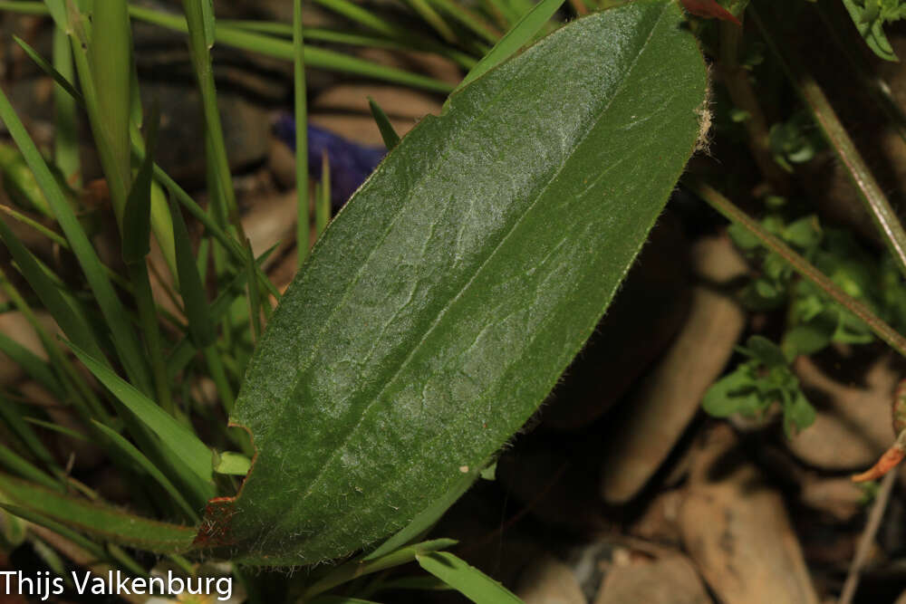 Plancia ëd Scorpiurus vermiculatus L.