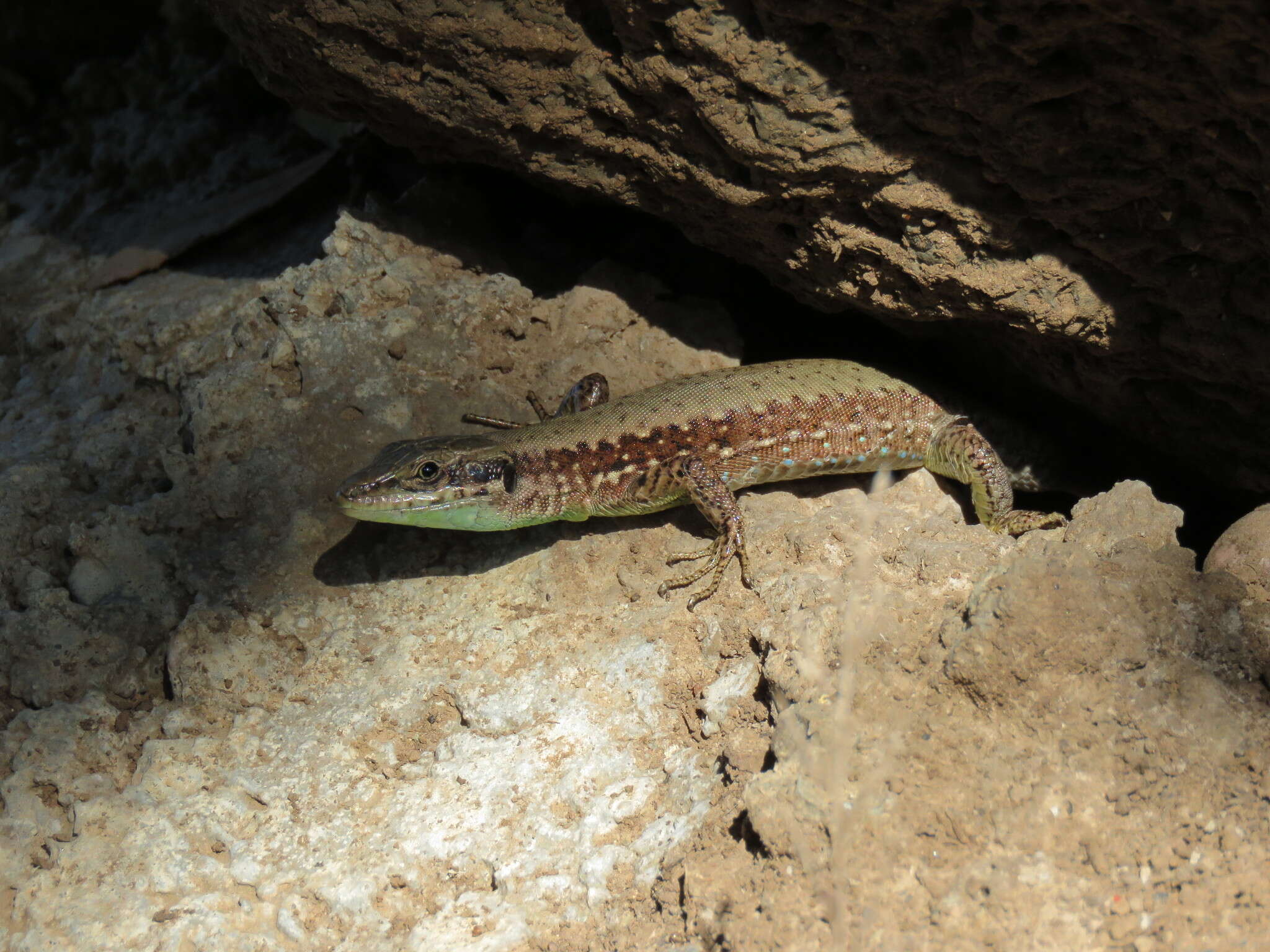 Sivun Phoenicolacerta laevis (Gray 1838) kuva