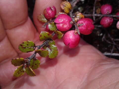 Image of Gaultheria antipoda Forst. fil.