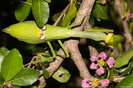 Image of Stagmatoptera hyaloptera Perty 1833