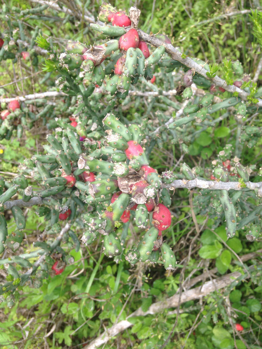 Image of Christmas Cactus